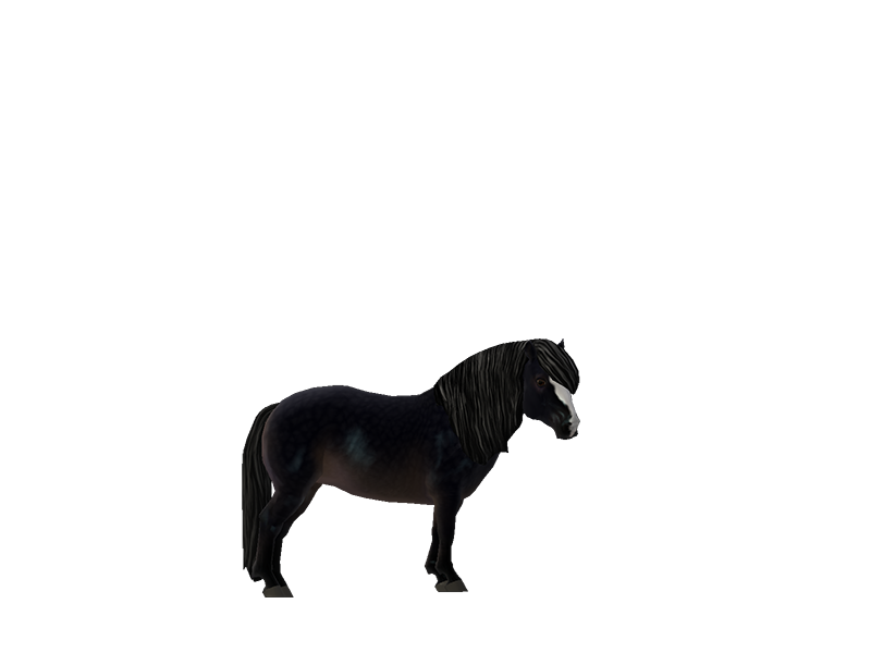 Shetland Pony Mealy Linebacked Black Coat